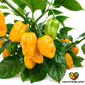 🌶️ Gelbe Habaneros – tropisch-fruchtig & extrem scharf