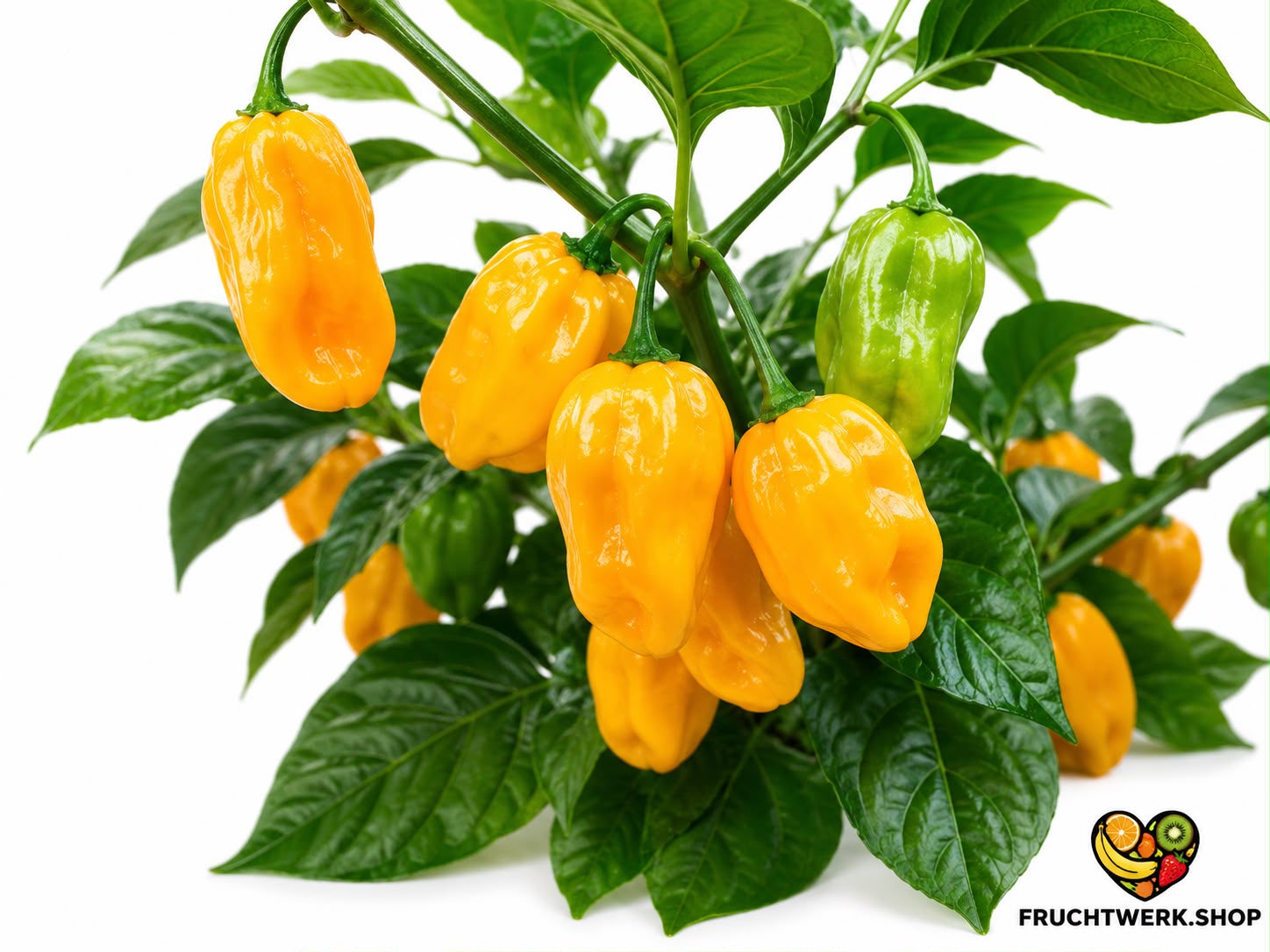 🌶️ Gelbe Habaneros – tropisch-fruchtig & extrem scharf