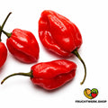🌶️ Rote Habaneros – feurig, fruchtig & extrem scharf