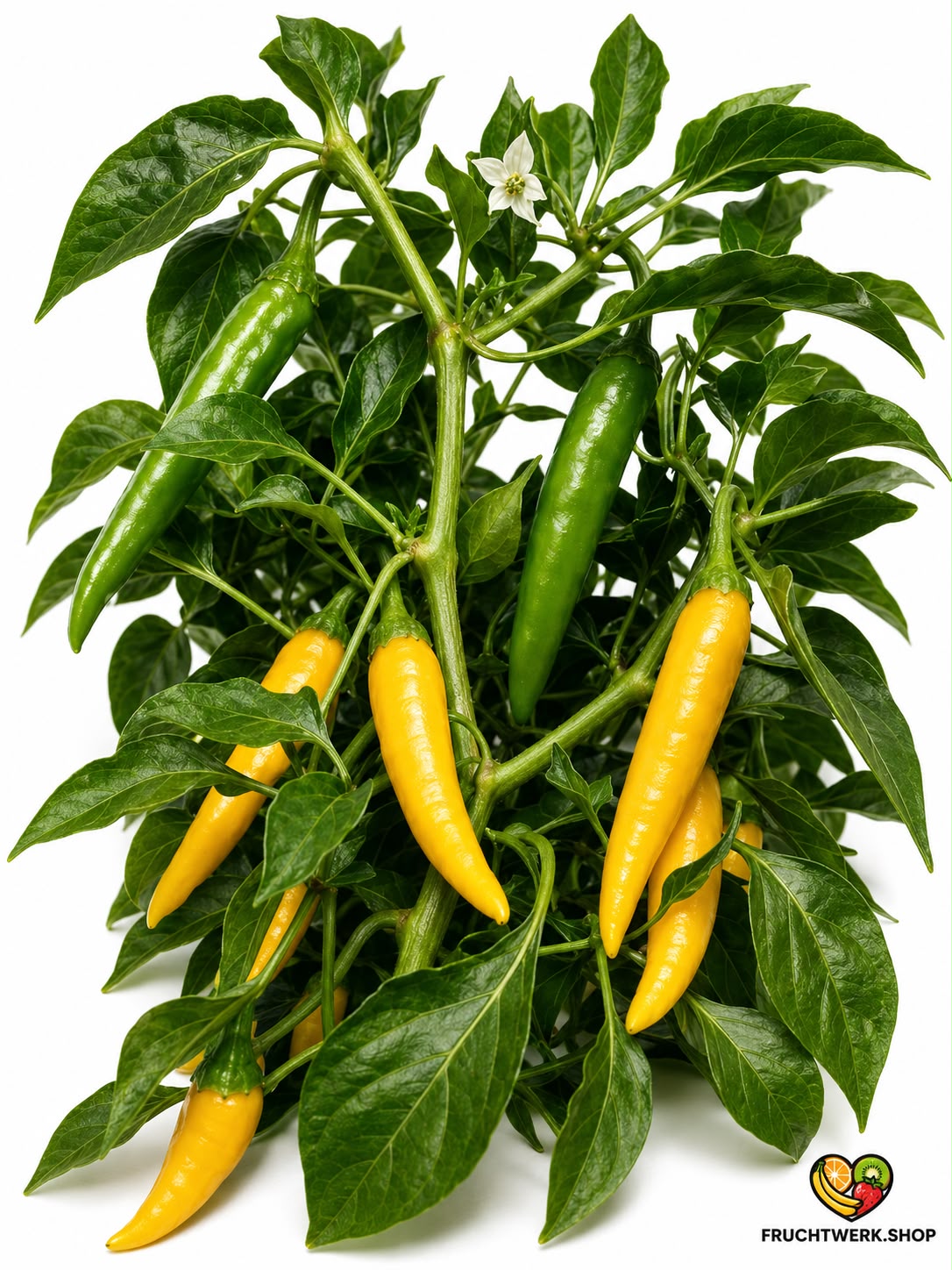 🌶️ Gelbe Chili – fruchtig, aromatisch & scharf